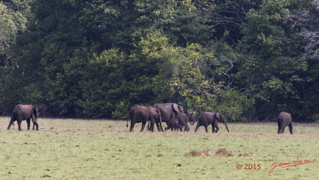 080 LOANGO 2 Tassi le Bungalow Principal Mammifere Proboscidea Elephants Loxodonta africana cyclotis en Troupeau 15E5K3IMG_106417wtmk.jpg